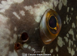 window to the soul.... grouper close up by Claudia Weber-Gebert 